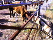Sheba Greets Cow