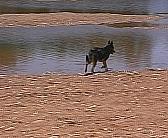 Shez at Rocky Pool